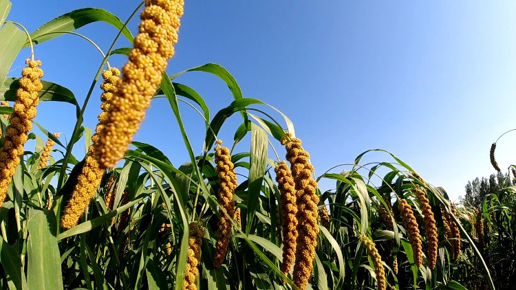 56秒金灿灿谷子迎来收获季邹城田野绘制斑斓画卷