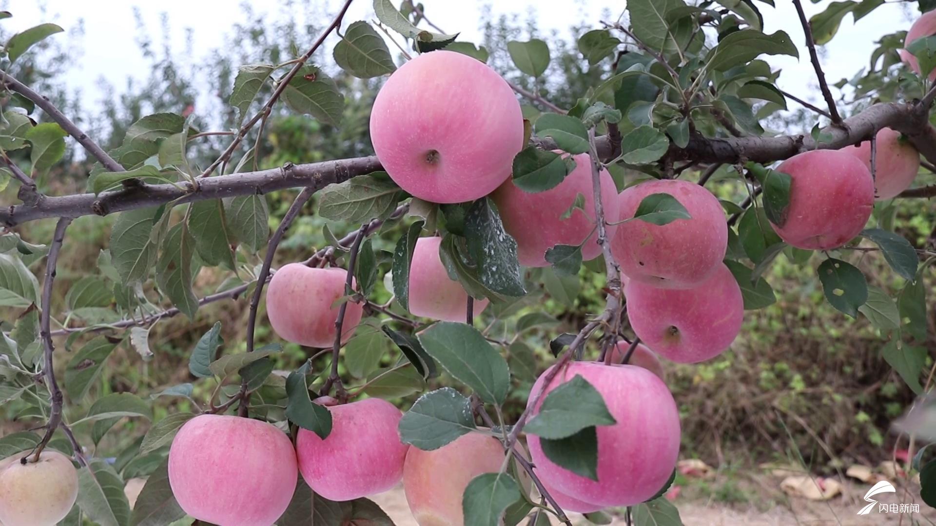 泰安市万林苹果基地硕果满枝喜迎丰收