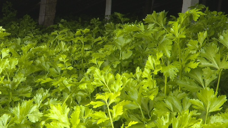 泰安新泰市青云街道丁家庄村玻璃翠芹菜种出致富路