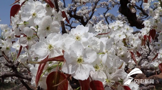 泰安市宁阳县神童山景区万亩梨花惹人醉游客纷至踏春来