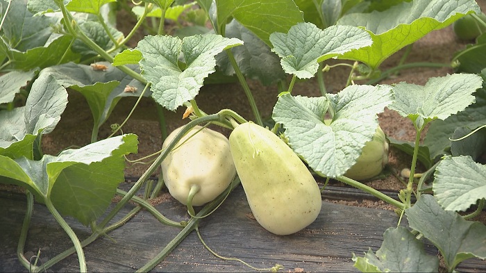 潍坊青州弥河银瓜上市每斤30元不愁卖