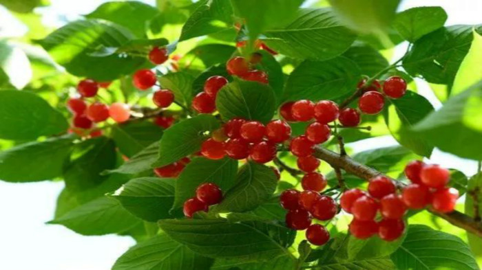 第十六届中国威海文登昆嵛山樱桃节开幕式暨小樱桃擂台赛正式开赛