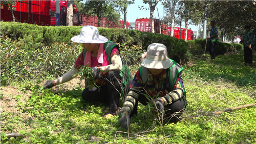 聊城冠縣園林工人用汗水澆灌城市綠蔭