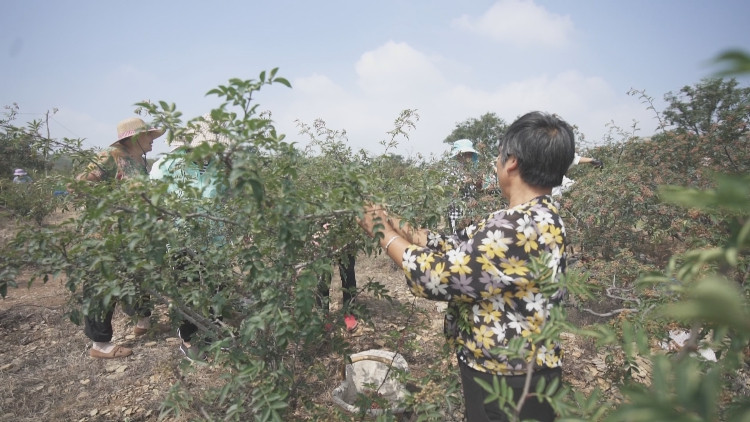 泰安新泰市羊流镇小花椒长成富民大产业