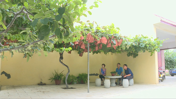 潍坊青州市美丽庭院之葡萄架下享清凉