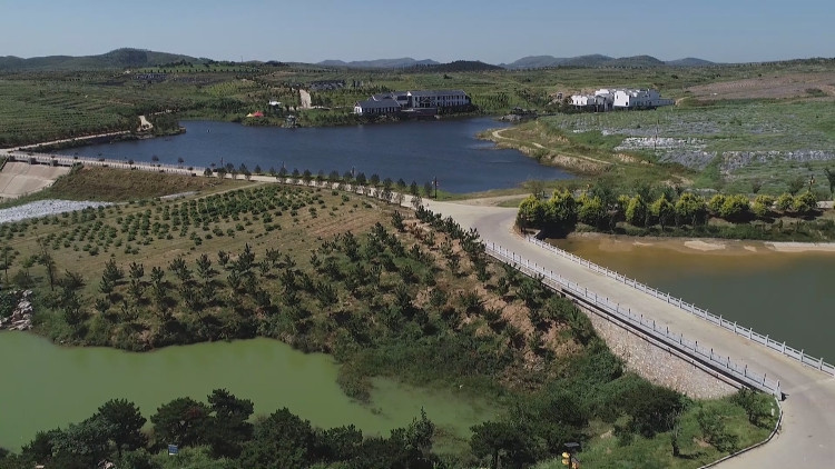 泰安新泰市石莱镇稳步推进有机茶业小镇建设