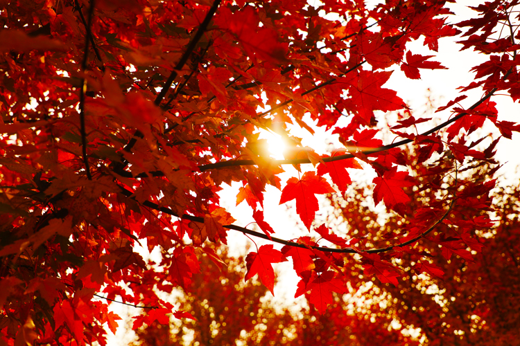 细碎的阳光撒在枫叶林中,带着淡淡的秋天独有的温暖,多彩的枫叶在阳光