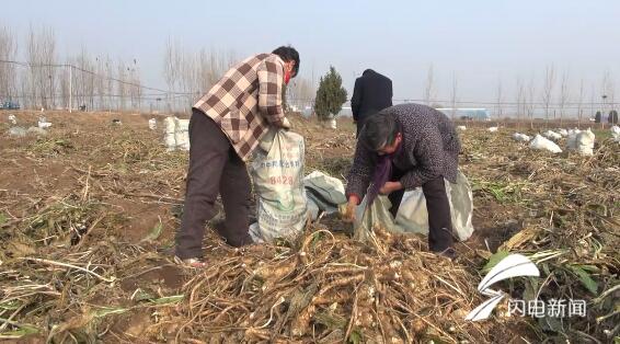 近年来,华丰镇大力推动各村因地制宜调优种植结构,发展特色农业,通过