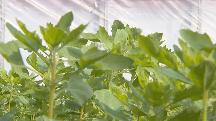 泰安新泰市藜麦菜喜获丰收