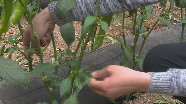 一般选择晴天上午,留出足够的时间让整枝后的辣椒伤口愈合,防止病害