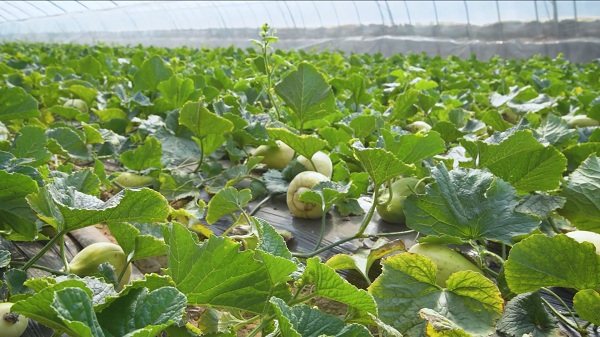 潍坊青州市弥河银瓜头茬瓜上市打造特色品牌助力乡村振兴