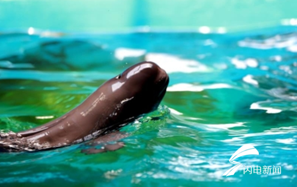 76秒|直击齐河海底世界江豚宝宝分娩全过程