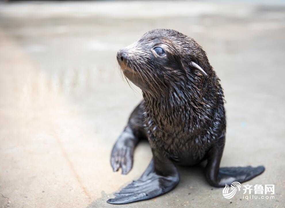 國內首只人工繁殖飼養的小江豚迎來“一周歲”生日