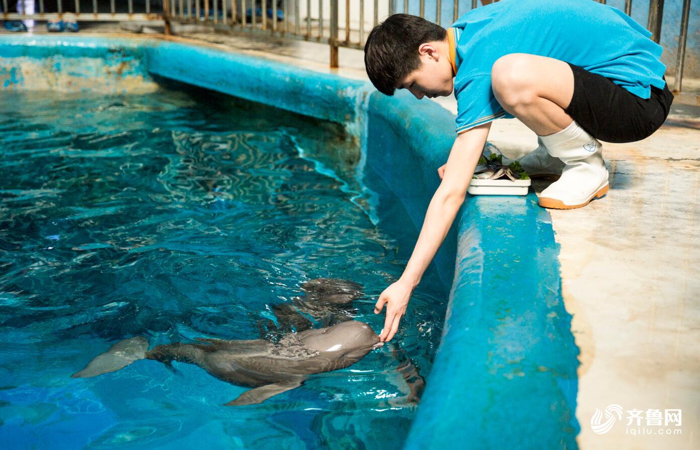 國內首只人工繁殖飼養的小江豚迎來“一周歲”生日