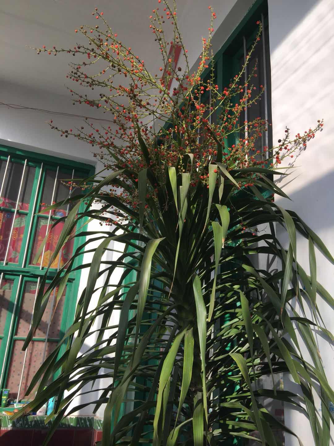 近日,寿光市孙家集街道的王冰祥家一株龙血树开花结果了,只见红色的