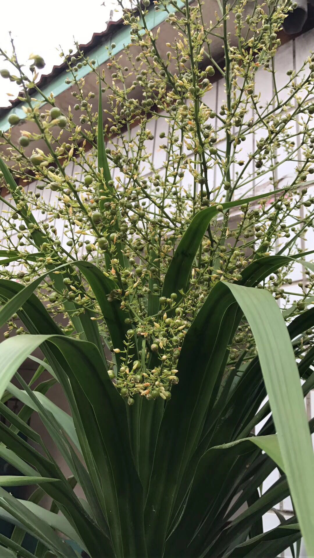 近日,寿光市孙家集街道的王冰祥家一株龙血树开花结果了,只见红色的