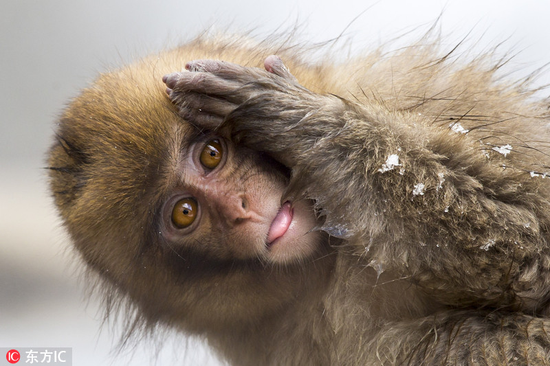 然而当它回头发现自己遭人偷拍后,露出了困惑不解的表情,嘴巴大张眼神