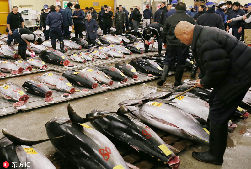 日本筑地鱼市巨型金枪鱼拍出210万人民币