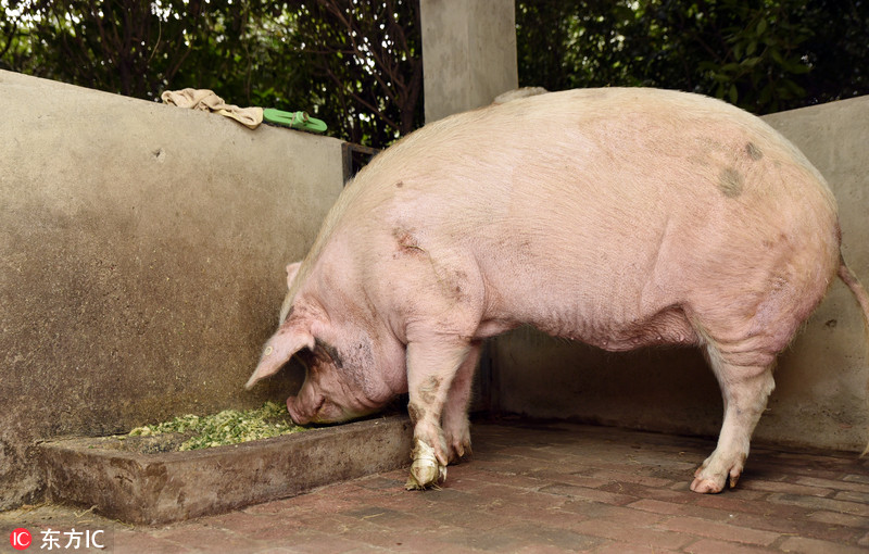 汶川地震猪坚强每天敷草药每次吃10斤猪食胃口仍很好