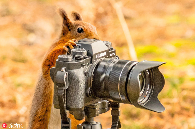 野外摄影师真是个高危又萌翻的职业斗智斗勇还会被抢饭碗