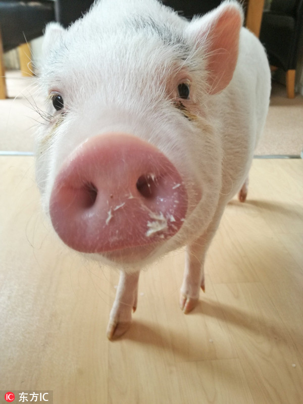 英国大肚猪与主人同吃同住爱吃冰淇淋被称性格成熟