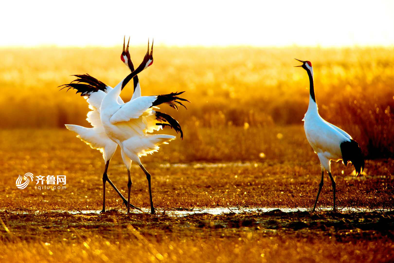 盐城鹤舞翩迁美如画白毛映夕阳暖冬日