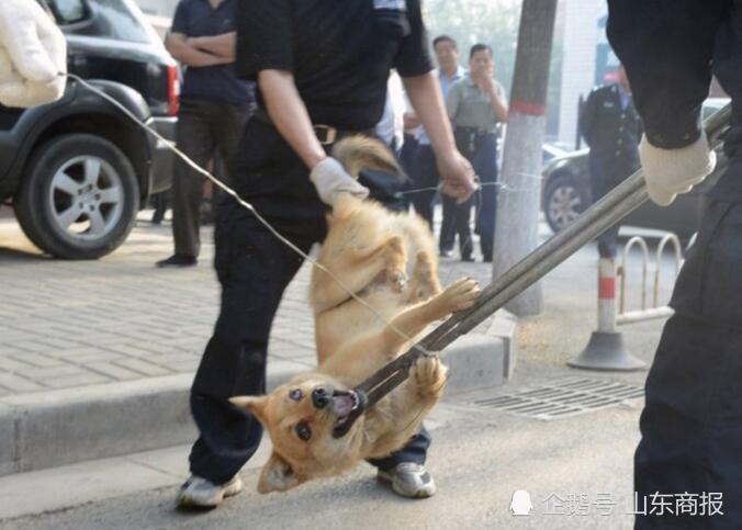 太残忍!济南一老人用棍子打死流浪狗 血溅一墙