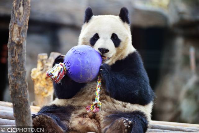 1月31日,大熊猫瑛华在玩球