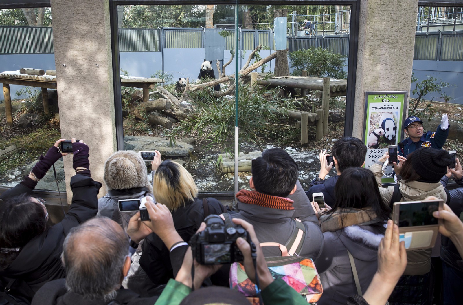 看熊猫的日本人数百游客凌晨排队