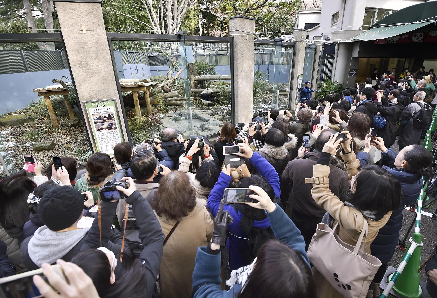 看熊猫的日本人数百游客凌晨排队