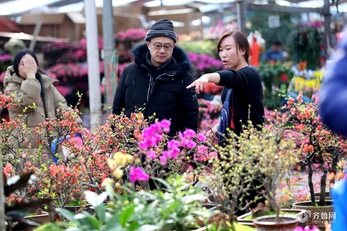2月3日,春节临近,济南某花卉市场生意红火起来,在市场上蝴蝶兰,杜鹃等