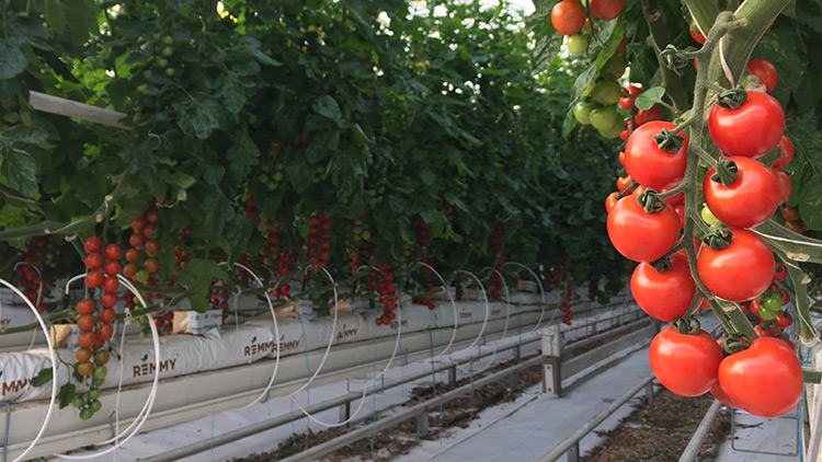 超级工程沙漠戈壁智慧大棚让番茄在极限环境中生长成为可能