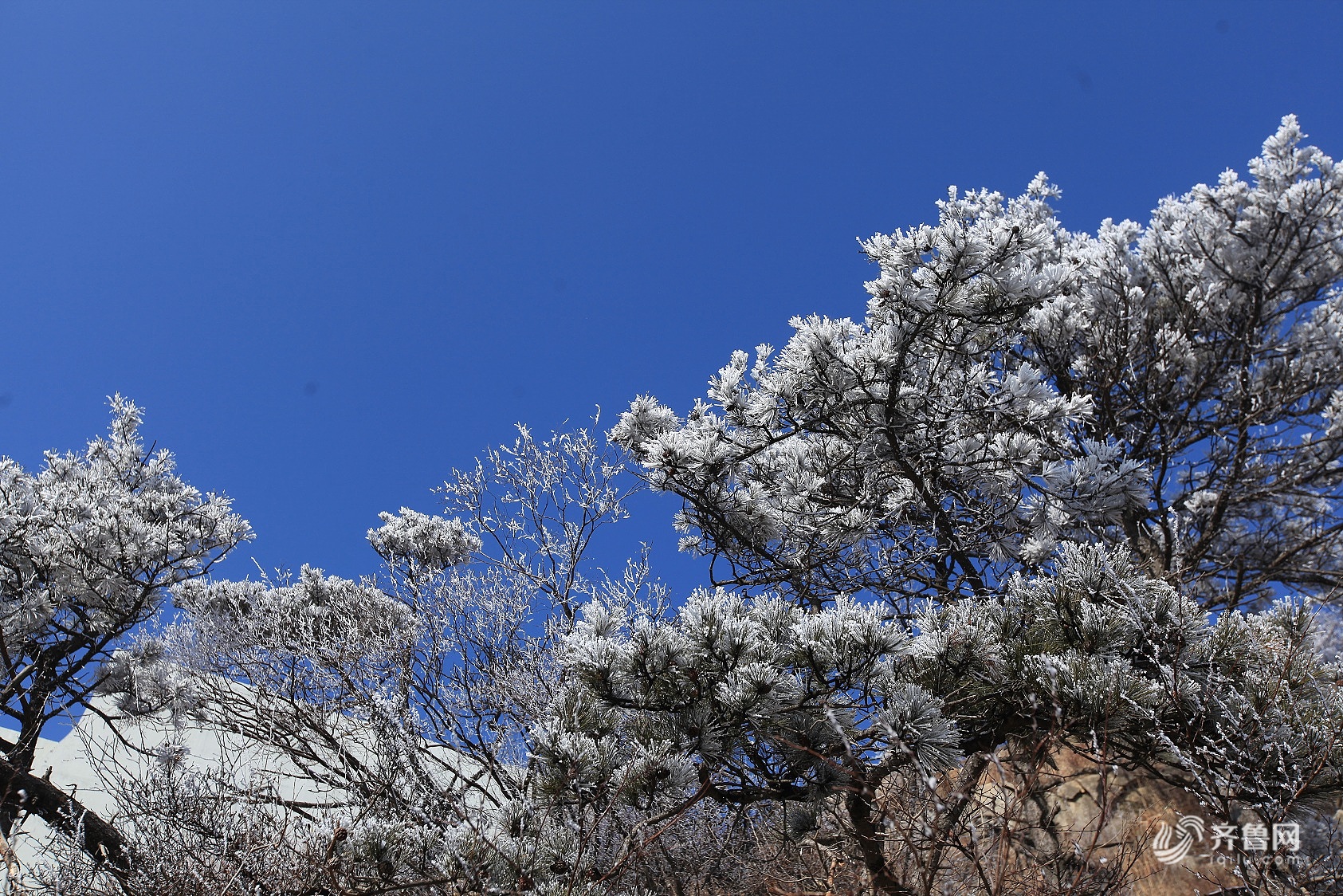 沂蒙山春雪初霁雾凇满山宛如仙境