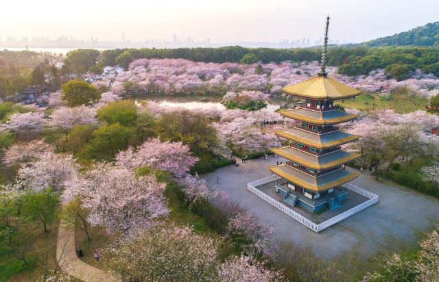 武汉樱花缤纷醉游人