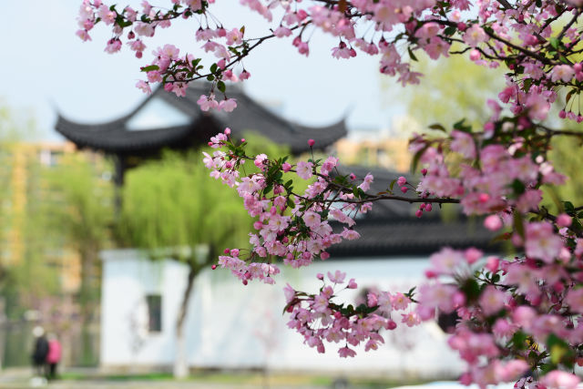 又是一年花好时