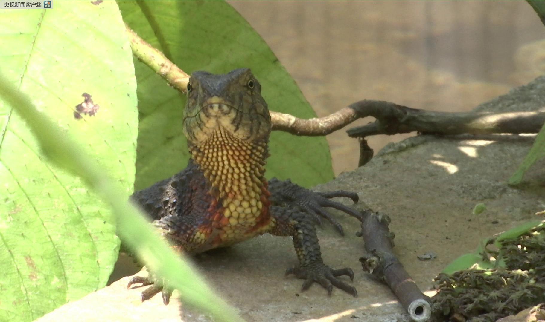 广西大桂山鳄蜥国家级自然保护区新添72只鳄蜥宝宝