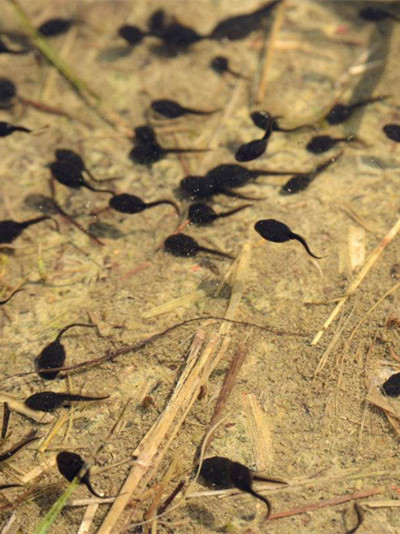 新说法家长喂孩子吃蝌蚪治病