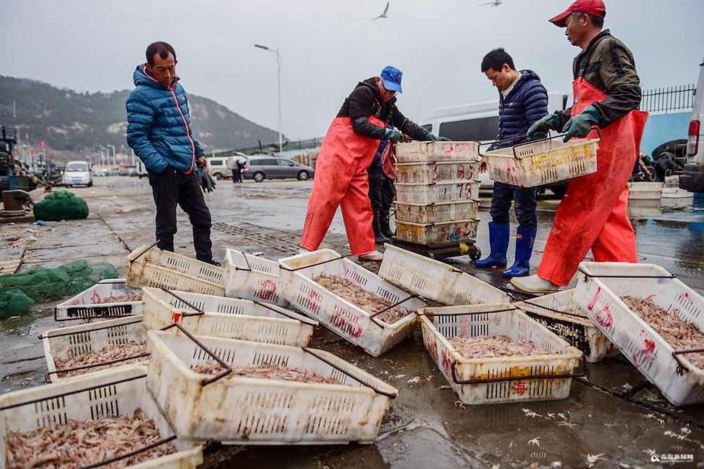 高清:沙子口鲜活蛎虾批量上岸 足18头的每斤70元