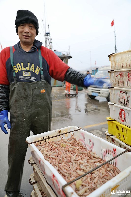 高清:沙子口鲜活蛎虾批量上岸 足18头的每斤70元