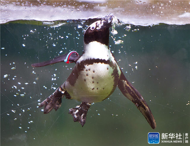 憨萌企鹅跃入水中翩翩起舞悠然自在