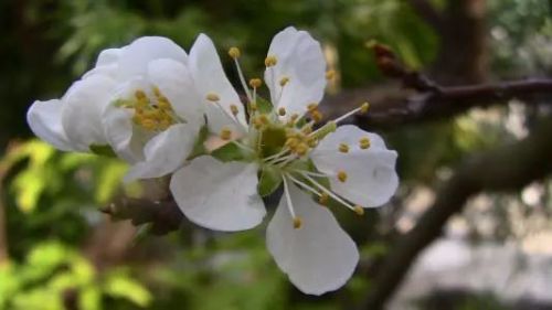 杏花,桃花,梨花,櫻花傻傻分不清楚?學學吧