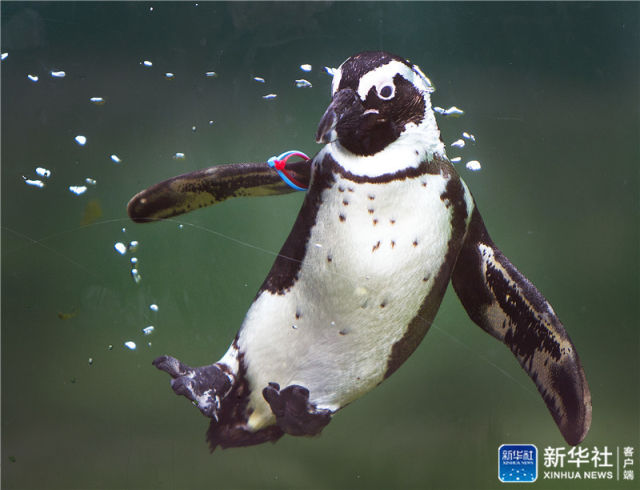 憨萌企鹅跃入水中翩翩起舞悠然自在