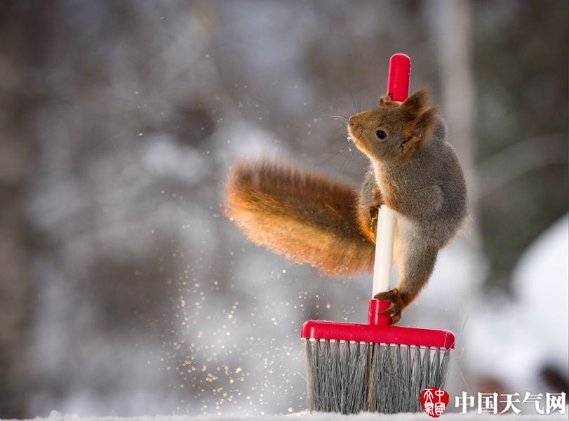 小松鼠迎春日"大扫除" 身姿矫健超可爱