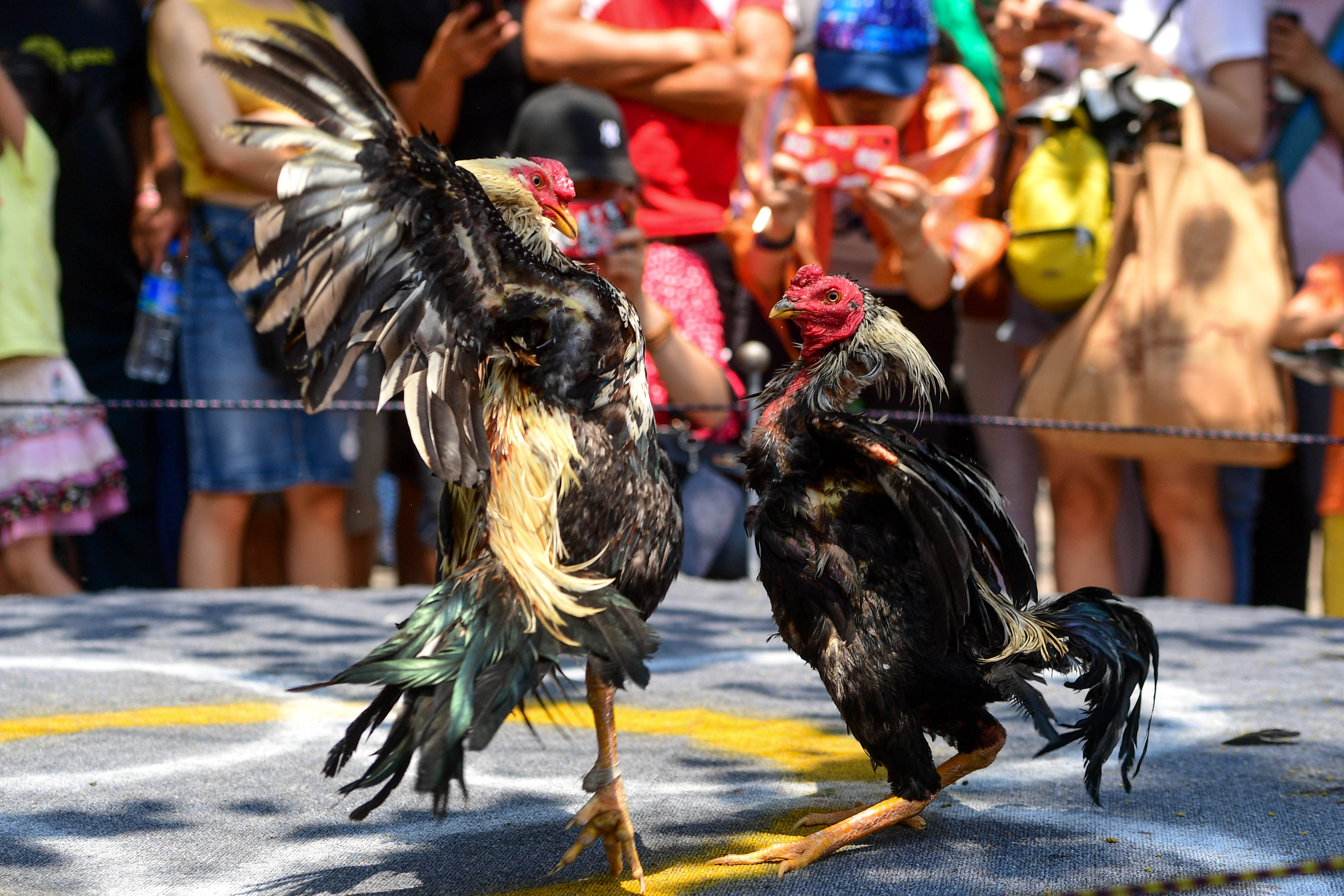 泼水节上观斗鸡
