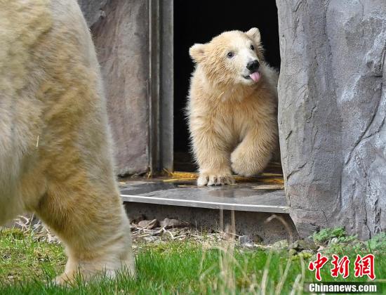 德动物园北极熊宝宝首次出洞"探险" 寸步不离妈妈