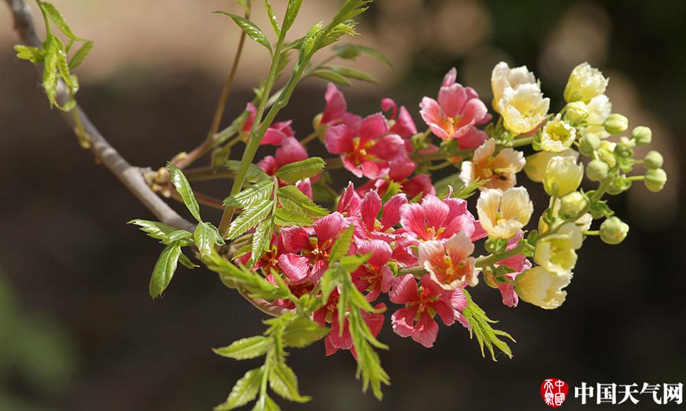 河北省近千亩文冠果花盛开 姹紫嫣红