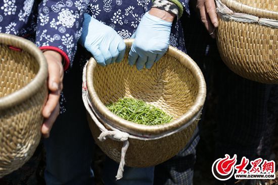 2018日照浏园春有机茶开园头采引来国茶实验室关注