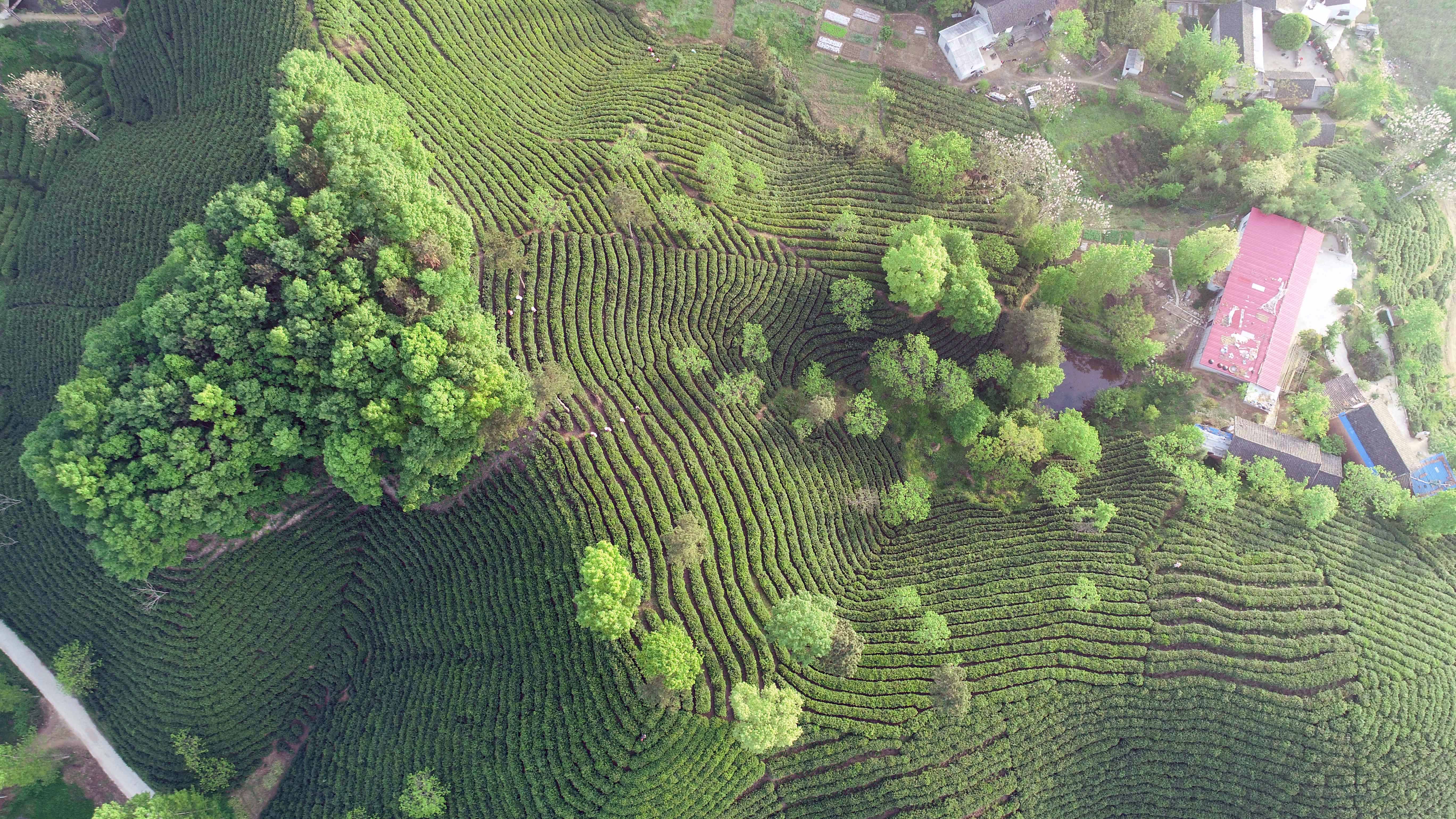 河南信阳茶山春色