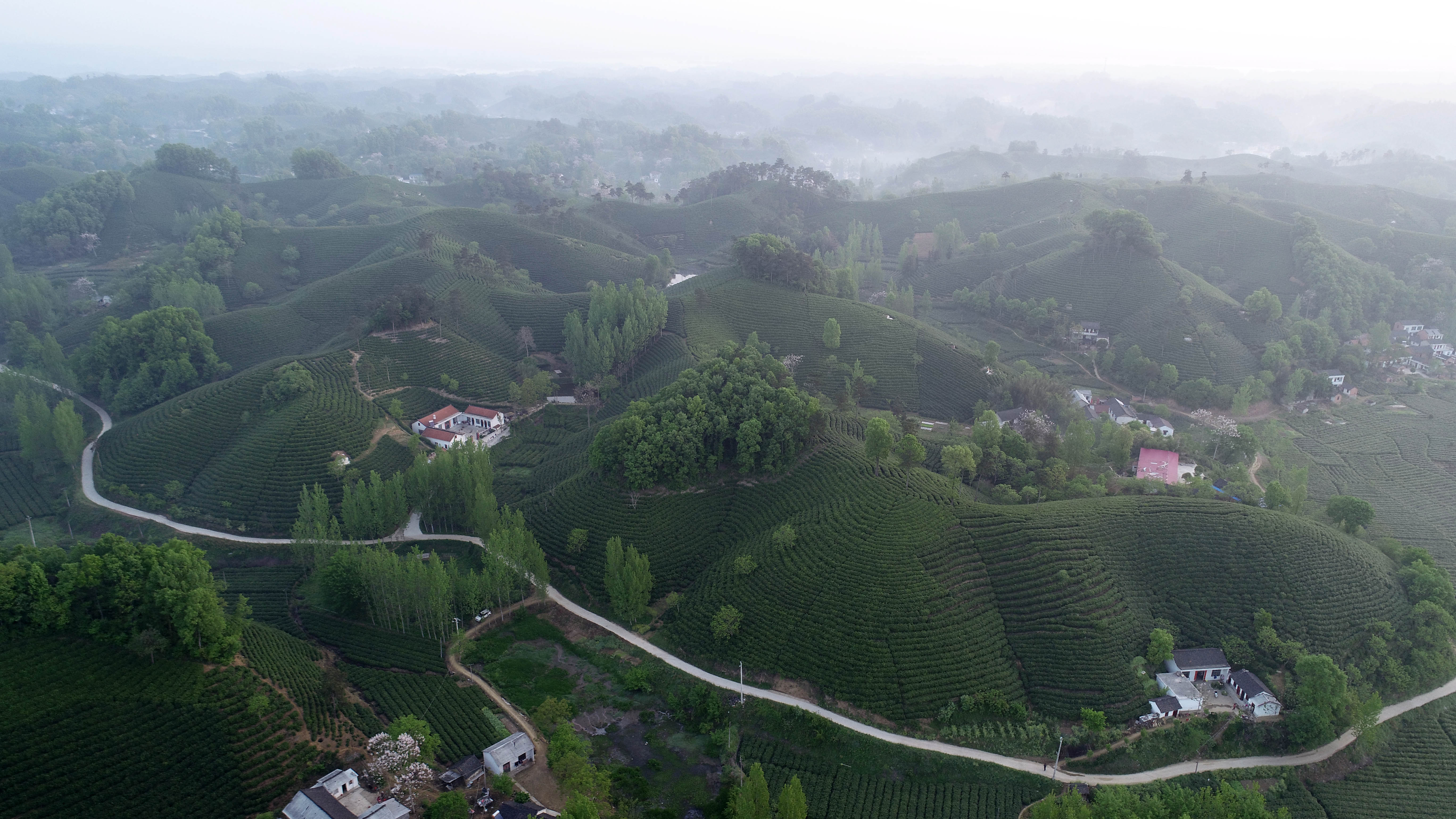 信阳浉河港茶山图片