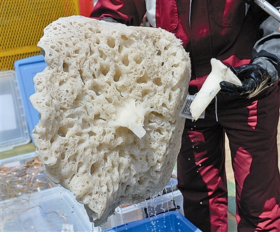 此次采集的玻璃海绵样品直径粗略估计在80厘米左右.